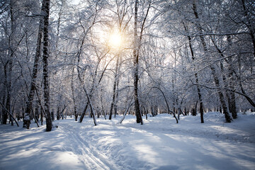 Winter Nature Landscape