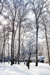 Winter Nature Landscape