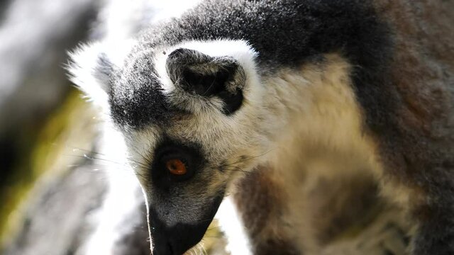 Close Up Of Ring Tailed Lemur Eyes Looking Around, Madagascar
