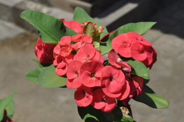 Euphorbia Millii