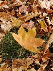 autumn leaves background