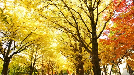 北大のイチョウ並木