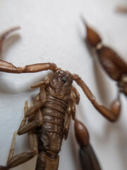 A scorpion with the sting of another scorpion in front of his face with it's claws open wide.