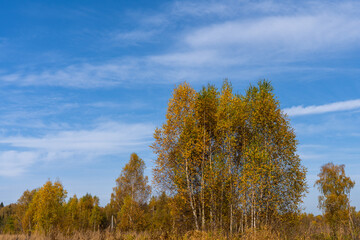 Fototapeta premium Autumn birch forest against the blue sky