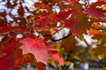 Naklejka na ściany i meble Red maple leaf in the bright sun before the leaves fall