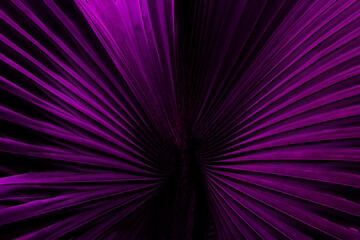 Abstract background of palm leaf illuminated in purple
