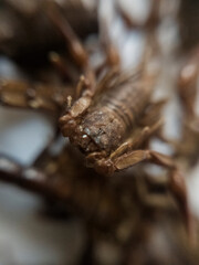 Fototapeta premium A close up of the face of a scorpion with very clear eyes and mouth on top of other scorpions.