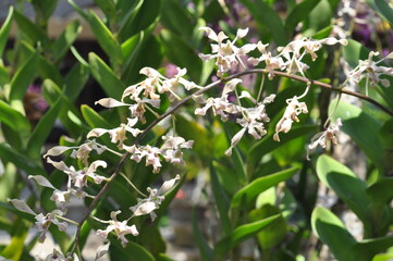 Obraz premium flowers of a tree