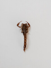 A scorpion is laying very stiff with it's legs contracted. Stiff scorpio with a straight tail and sting on a white background.