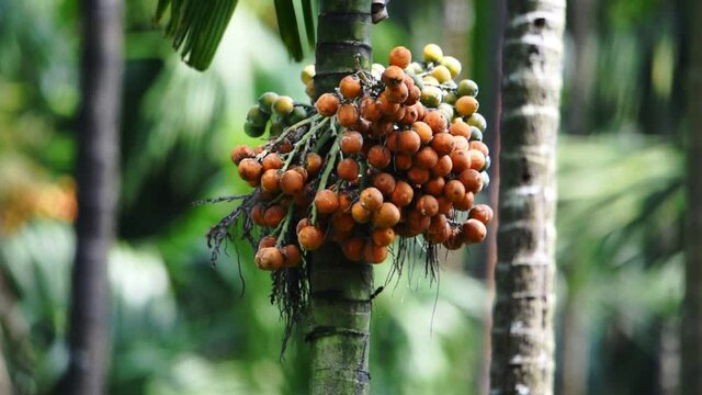 Areca Catechu, Betel Palm