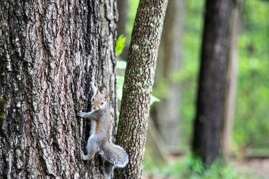 Gazing Squirl