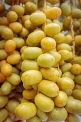 Ripped date fruits hanging on a palm tree, ready to harvest.
