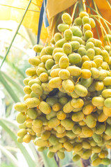 Ripped date fruits hanging on a palm tree, ready to harvest.
