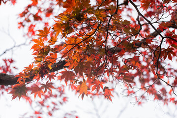 紅葉