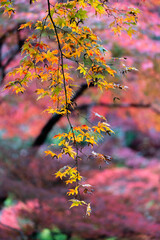 紅葉
