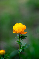 Obraz premium yellow rose flower