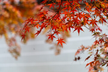 紅葉