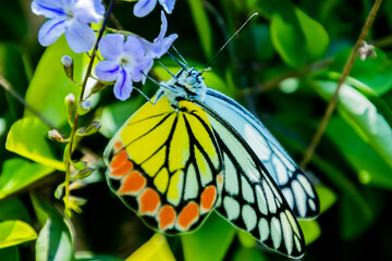 Fototapeta na wymiar Butterfly, Common Jezebel having Nectar
