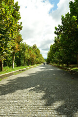 プラタナスの並木