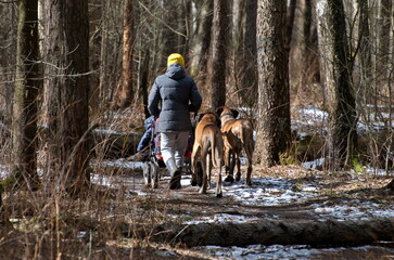 Ramenskoe. Moscow region. Russia. March 30.2017. A young woman with a baby stroller and two large dogs walks along a forest path.
