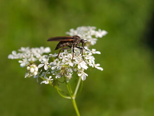 Predatory insect Empis tesselata on white wildflowers on a Sunny day