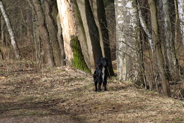 A small black dog is waiting for its owner on a forest path in early spring.