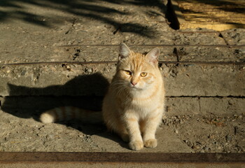 A red- haired kitten with yellow eyes sits on the porch on a Sunny evening. Moscow region. Russia.