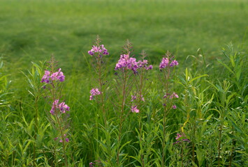 Willow-herb ( Epilobium angustifolium) flowers on a green meadow on a Sunny summer morning.