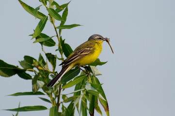 A male yellow Wagtail (Motacilla flava) sits on a branch with a dragonfly in its beak. Khanty-Mansiysk. Western Siberia. Russia.
