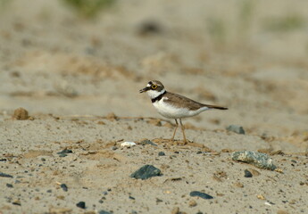 Yellow-eyed Little ringed plover (Charadrius dubius) walks on the sand on a Sunny summer morning. Khanty-Mansiysk. Western Siberia. Russia.