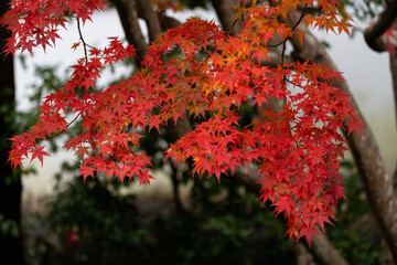 紅葉
