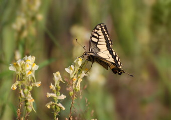 A large swallowtail (Papilio machaon) eats nectar sitting on a yellow flower on a summer day. Khanty-Mansiysk. Western Siberia. Russia.