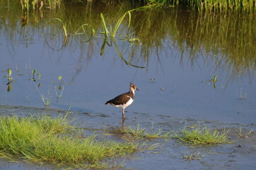 A young lapwing (Vanellus vanellus) walks on the water on a Sunny summer morning. Khanty-Mansiysk....