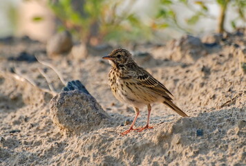 A mottled tree pipit (Anthus trivialis) sits on the sand on a summer morning. Khanty-Mansiysk. Western Siberia. Russia.