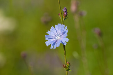 Blue dandelion flower (Cichorium inlybus) in a meadow on a Sunny morning.