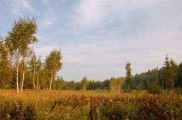 Fototapeta premium Birches and dry grass in the field in the early September morning.