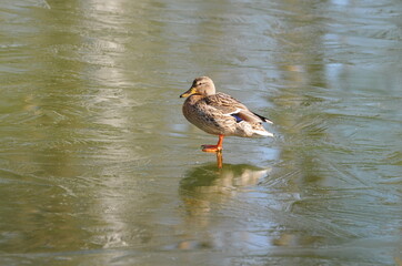 Female Mallard on thin ice on a Sunny March morning.