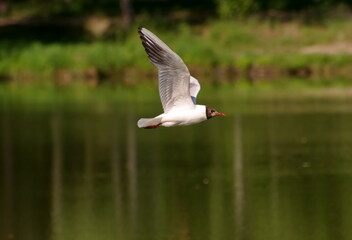 A black-headed gull (Larus ridibundus) flies over a forest lake on a Sunny morning.