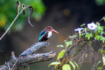 kingfisher on branch