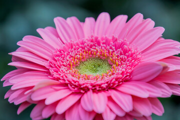 A Gerbera flower