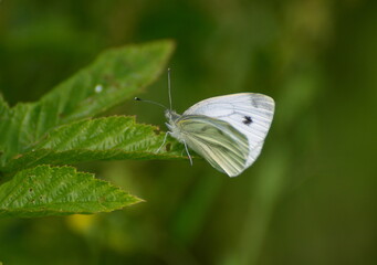 A green-veined white butterfly (Pieris napi) sits on a raspberry leaf on a summer day.