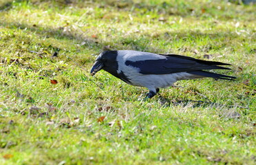 The grey crow (Corvus cornix) collects material for building a nest on a Sunny spring day. Moscow region. Russia.