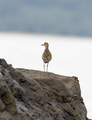 Pacific Golden Plover