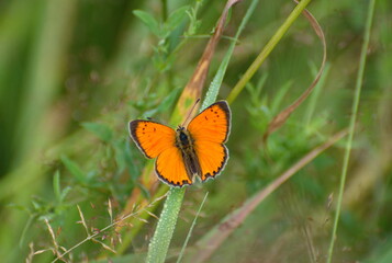 Scarce Copper butterfly (Lycaena virgaureae) on green grass on a summer morning.