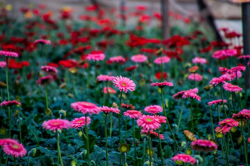 A Gerbera flower