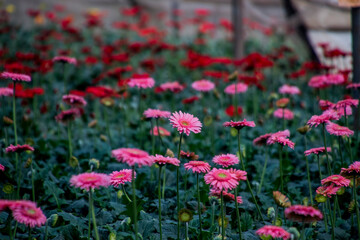 A Gerbera flower