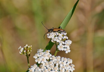 A small brown soft-bodied beetle (Cantharis) sits on white flowers on a summer morning.