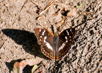 Fototapeta na wymiar A large lesser Purple Emperor butterfly (Apatura ilia) sits on the sand on a Sunny summer morning. Moscow region. Russia