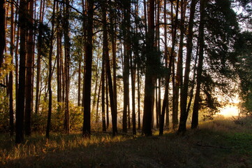 Sunlight in a pine forest on an early September morning. The Ryazan region. Russia.