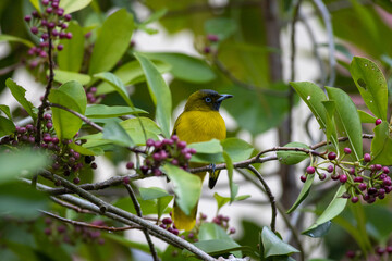 Andaman Bulbul